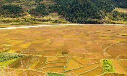 मार्सी धान !