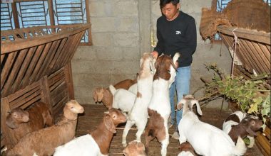 बाख्रापालनबाटै मनग्गे आम्दानी लिँदै तनहुँका किसान