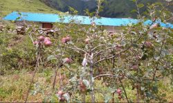 इटालियन प्रजातिको स्याउबाट एक वर्षमै उत्पादन