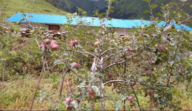इटालियन प्रजातिको स्याउबाट एक वर्षमै उत्पादन