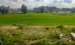 रासायनिक मलको अभाव झेल्दै पोखरेली किसान