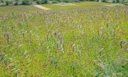 कोदो बाली !