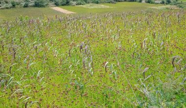 कोदो बाली !