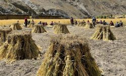 उवाबाली भित्र्याउँदै किसान !