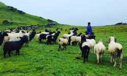 बारेकोटमा भेडापालन !