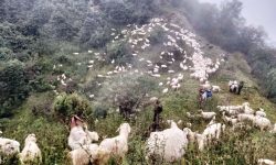 पहाड झरे भेडीगोठ !