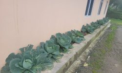 घरको पेटिमा बन्दाकाउली !