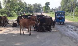 छाडा चौपाया !