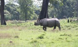 एक सिंगे गैंडा !