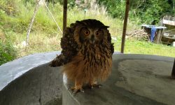 हउँचिल !