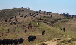 बिमा र अनुदानको कार्यक्रमले सिन्धुपाल्चोकका चौँरीपालक उत्साहित