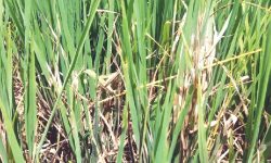 धानमा रोग लागेपछि चितवनका किसान चिन्तित