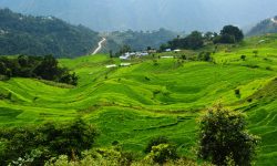 हरियाली धान खेतीले !