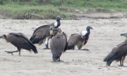 डंगर गिद्ध !