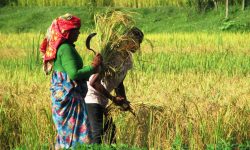 धान काट्दै गरेका दम्पती !