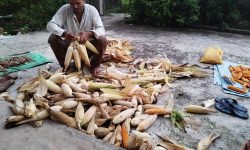 मकैको झोतला बनाउँदै !