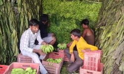 केरा झार्दै !