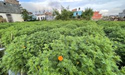 पुष्प खेती !