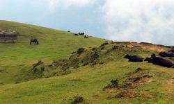 खर्कमा गाईवस्तु !