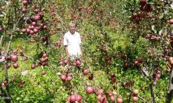 मुगुको स्याउले बजार नपाउँदा किसान चिन्तित