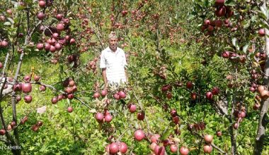 मुगुको स्याउले बजार नपाउँदा किसान चिन्तित