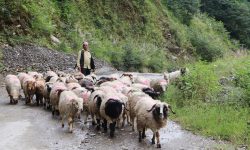 १४ दिन हिँडेर भेडा बेच्न बागलुङ बजार