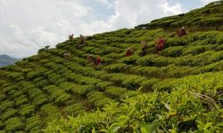 पोखराको सुन्दर आर्कषण : ल्वाङ गाउँको चियाबारी