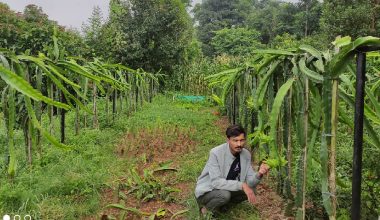 व्यवसायीलाई आकर्षित गर्दै ड्रागन फल