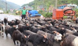 दार्चुलाबाट ५ सय च्याङ्ग्रा काठमाडौं ल्याइँदै