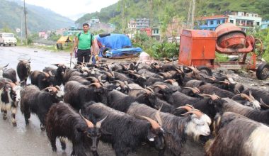 दार्चुलाबाट ५ सय च्याङ्ग्रा काठमाडौं ल्याइँदै
