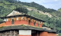 मकै भण्डारण !