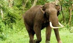 जंगली हात्तीको आतंकले चुरे काछवासी त्रसित