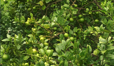 कागती खेतीमा भविष्य खोज्दै युवा