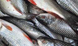 झापामा भारतबाट आयातित माछा बिक्रीमा रोक