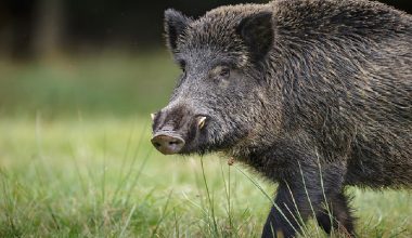 जङ्गली बँदेलको मासुसहित होटल संचालक पक्राउ