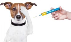 आज विश्व रेबिजविरुद्धको दिवस मनाइँदै