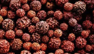 रुद्राक्षको मूल्य घट्दा व्यावसायिक किसान मर्कामा