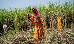उखुमा रेड रड रोगको समस्या , किसान चिन्तित
