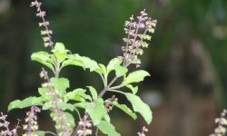 घरमा आउने संकट तुलसीको बोटले दिन्छ संकेत !