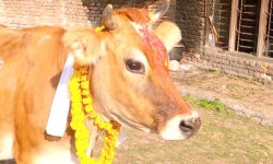 गाई संरक्षण महायज्ञबाट नौ लाख ६७ हजार सङ्कलन