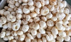 लोप हुँदै मखान खेती !