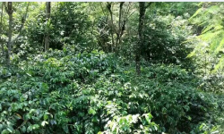 अर्ग्यानिक कफी जापान, कोरिया र जर्मनी निर्यात