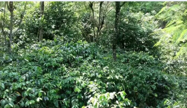 अर्ग्यानिक कफी जापान, कोरिया र जर्मनी निर्यात