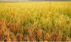 धानमा राते रोग लागेपछि कृषक चिन्तित