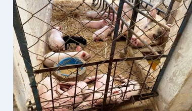 बंगुरपालक किसानलाई बजारको अभाव