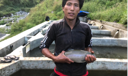 टिमुरे खोलामा रेन्बो ट्राउट माछापालन