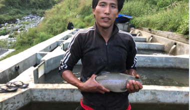 टिमुरे खोलामा रेन्बो ट्राउट माछापालन