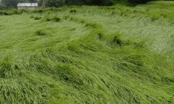 ढल्यको धान  !