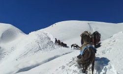 हिउँ पार परेर सदरमुकाम आउँदै खच्चड