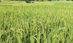 धानका बाला झुल्दै !